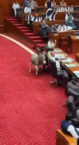 ಪಾಕಿಸ್ತಾನದ ಪಾರ್ಲಿಮೆಂಟ್ ನಲ್ಲಿ ಕತ್ತೆಯ ಹಾಜರಾತಿ!