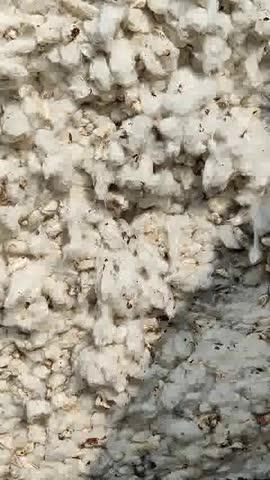 बरवाला नरमा 
5.12.2025
4600/7300