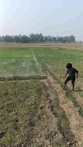 आज मैं गेहूं की पहली सिंचाई कर रहा हूं