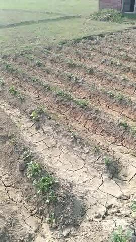 भाई लोग क्या मेरा आलू सही तरीके से जमावट हुआ है