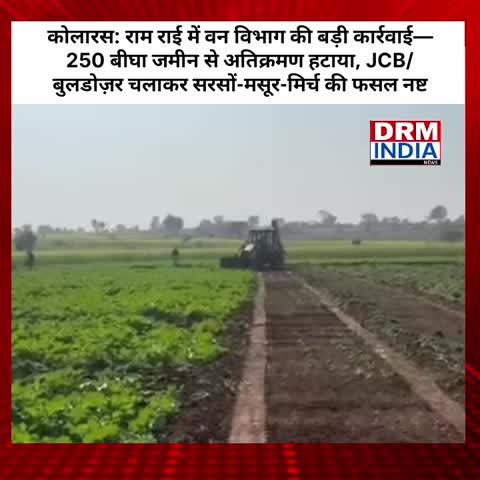 कोलारस: राम राई में वन विभाग की बड़ी कार्रवाई—250 बीघा जमीन से अतिक्रमण हटाया, JCB/बुलडोज़र चलाकर सरसों-मसूर-मिर्च की फसल नष्ट