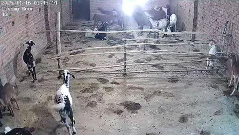 *ब्रेकिंग न्यूज़*
*लखनऊ काकोरी* 
*मुर्गा चोरी का वीडियो बड़ा ही लाजवाब मुर्गा चोरी करने वाला मुर्गा के पीछे बन गया वह भी मुर्गा !*
*आप तस्वीरों में साफ देख सकते हैं रात के अंधेरे में किस प्रकार से मुर्गा और बकरी पालन बने मकान में किस प्रकार से चोरी की घटना को दे रहा था अंजाम जिसका वीडियो लगे कैमरे में कैद हो गया !*
*यह पूरी घटना काकोरी के घुरघुरी तालाब चौकी क्षेत्र के ग्राम पलेन्हदा की है !*
*प्रार्थी: पवन कुमार, रामप्रसाद*
*पवन कुमार ने बताया कि इससे पहले मेरे 9 बकरा और 11 मुर्गी चोरी हो चुकी हैं !*