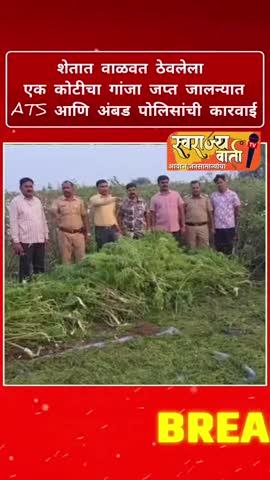 शेतात वाळवत ठेवलेला एक कोटीचा गांजा जप्त जालन्यात ATS आणि अंबड पोलिसांची कारवाई
