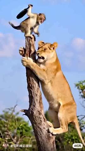 बन्दर का टेलेंट