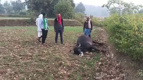 जमीन पर गिरे धारा प्रवाहित तार की चपेट में आने से एक भैंस की हुई दर्दनाक मौत, बिजली विभाग को दी गई जानकारी