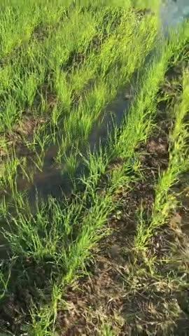 Post by Shivnarayan Maskole