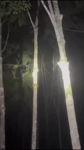 कभी सांप को पेड़ चढ़ते देखा है? 😨