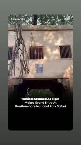 रणथंभौर के पर्यटक उस समय हैरान रह गए जब सपने में उन्हें कुछ फीट की दूरी पर बाघ दिखा।
रणथंभौर राष्ट्रीय उद्यान में एक बाघ सफारी के दौरान पर्यटकों से कुछ ही फीट की दूरी पर अचानक प्रकट हुआ। इस दुर्लभ क्षण को रिकॉर्ड कर सोशल मीडिया पर शेयर किया गया और उसका वीडियो वायरल हो गया।