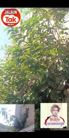 जालौन सामुदायिक स्वास्थ्य केंद्र के हाल बेहाल... दीवारों पर.. पेड़ ही पेड़