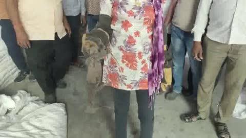 🙏🏻 जय श्री कृष्णा मेरे ☎️ मोबाइल नंबर हे  👉🏻 7073274011 व 73 57 57 07 07 🗓️  आज ( 8  ) दिसंबर 2025 को  👉🏻 पाली के 📍पुनायता रोड  स्थित एक फैक्ट्री में 🐊 चंदन गो , मॉनिटर्स लिजर्ड  आ गई  थी गौभक्त  पुरुषोत्तम जी महाराज  द्वारा 📞 सूचना मिलने पर में 🚨 तुरंत मौके पर पहुंची और  🐊 मॉनिटर्स लिजर्ड को रेस्क्यू किया ☺️  💃🏻 दिव्या जैन मेरा नाम हे और पाली जिले की पहली ओर  एकमात्र 💃🏻 महिला हु जो इन बेजुबानों का जीवन बचाने का काम करती हु 🗓️  2020 से में ये काम कर रही हु ,  इस 🐊  मॉनिटर्स लिजर्ड को पाली के दूर जंगल में छोड़ रही हु , सांप पकड़ने वाले महावीर जैन टीम पाली 🙏🏻