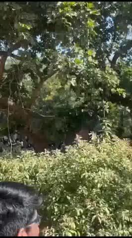 कोटा कलेक्ट्रेट व कोचिंग संस्थान में आरडीएक्स बम की धमकी
-सेना व आईबी अलर्ट, दो घंटे चला सर्च ऑपरेशन -कुछ भी नहीं मिलने से प्रशासन ने ली राहत की सांस
कोटा।
कोटा में कलेक्ट्रेट परिसर और एक कोचिंग संस्थान को बम से उड़ा देने के धमकी भरे ई-मेल के बाद हड़कंप मच गया। 
प्रशासन पुलिस समेत जांच एजेंसियां अलर्ट हो गई। दो घंटे तक जांच-पड़ताल के बाद जब कुछ नहीं मिला तो सभी ने राहत की सांस ली। इसके बाद सरकारी कामकाज सामान्य हो सका। एएसपी दिलीप सैनी ने बताया कि दोनों जगह कुछ नहीं मिला है। हर जगह की पूरी तरह से तलाशी ली थी। मेल करने वाले का पता लगा रहे हैं। वहीं, कलेक्टर पीयूष समारिया ने बताया कि दोपहर एक बजे बाद कलेक्ट्रेट का काम पूरी तरह सामान्य हो गया था।
सोमवार सुबह कलेक्ट्रेट खुला ही था। कलेक्टर के पीए ललित माहेश्वरी ने ऑफिशियल मेल देख चौंक गए। इसमें कलेक्ट्रेट और तलवंडी स्थित शिखर कोचिंग में 10 आरडीएस बम लगाने की धमकी थी। मेल में लिखा था कि कलेक्ट्रेट  में 6 और कोचिंग में 4 बम लगाए हैं। तुरंत दोनों जगह खाली करवाई। पुलिस, सीआईडी इंटेलीजेंस, सेना और आईबी की टीमें कलेक्ट्रेट पहुंच गई। सेना व पुलिस ने कलेक्ट्रेट में घेरा बना लिया। किसी को अंदर नहीं जाने दिया गया। फायर बिग्रेड, एंबुलेंस भी मौके पर पहुंची। एएसपी दिलीप सैनी, इंटेलीजेंस के एएसपी प्रवीण जैन बम निरोधक दस्ते के साथ पहुंचे। साइकिल स्टैंड, कलेक्ट्रेट का हर कमरा, अफसरों के चैंबर, टायलेट और यहां तक कि डस्टबिन तक चैक किए।
दो घंटे चले सर्च ऑपरेशन में कहीं कुछ नहीं मिला तब सभी ने राहत की सांस ली। कलेक्ट्रेट सभागार में हर सोमवार को होने वाली मीटिंग के लिए अधिकतर विभाग के अधिकारी पहुंच चुके थे। जैसे ही धमकी वाली सूचना मिली तो मीटिंग कैंसिल कर दी और सभी को परिसर से बाहर भेज दिया।