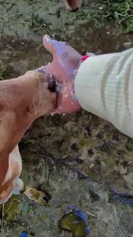 జై గోమాత గోమాతను రక్షించండి జై శ్రీ కృష్ణ