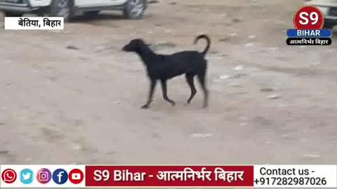 शहर बना रणक्षेत्र: पागल कुत्ते के हमले से बेतिया थर्राया