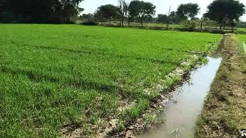 गेहूं की खेती की ओर अग्रसर किसान नंदलाल पुरबिया न्यू द्वारकेश न्यूज़ चैनल नांदोली राजसमंद राजस्थान द्वारा