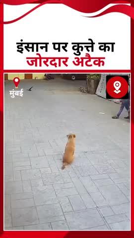 मुंबई से डॉग अटैक का खौफनाक वीडियो सामने आया है। यहां एक स्कूल के बाहर सिक्योरिटी गार्ड पर कुत्ते ने जोरदार हमला कर दिया। जिसमें वह बुरी तरह घायल हो गया ।