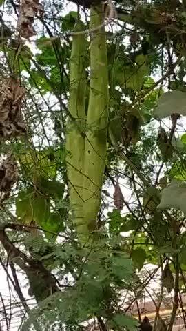 ग्राम गंभीर में एक सब्जी का फल देखा गया है इस फल का नाम है लौकी यह पूरे कौशांबी में नहीं मिलेगा इतना बड़ा लौकी का फल यह फल 4 फुट का है ऐसा  फल कहां आप लोग देखे हैं कमेंट में बताएं