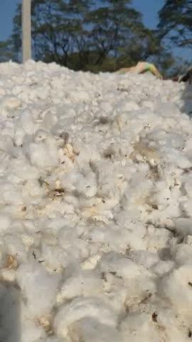 बरवाला नरमा ताज़ा भाव 
4600/7351
13.12.2025