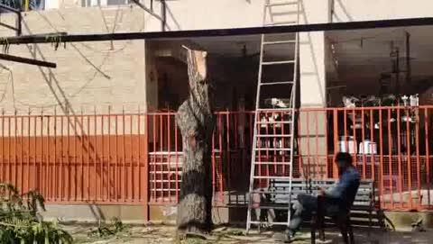 #kotalive कोटा के तलवंडी सेक्टर-3 में हनुमान मंदिर पर काटे जा रहे हरे पेड़: लोगों ने जताया विरोध...