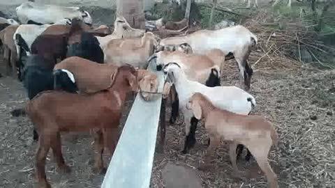 लाखो रुपयाची प्रॉपर्टी रस्त्यावर ठेवून धनगर समाज हा शांत रात्रभर झोपतो त्यालाच म्हणतात धनगर हा धनाचा आगर आहे