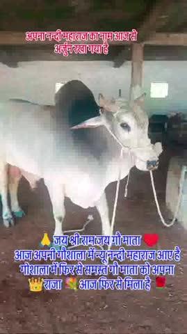 बहुत बहुत अच्छी बात है नंदी महाराज के आने पर अपनी गोशाला को फिर से न्यू राजा मिला है 🙏🙏👑👑💐💐🌹🌹🙏