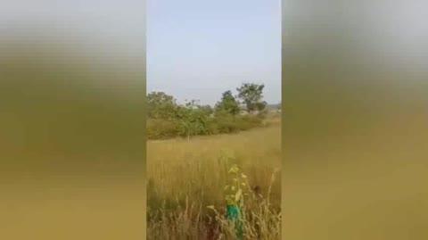 கோவை.
கீரணத்தம் பகுதியில் சுற்றி திரிந்த மூன்று காட்டு யானைகள் தற்போது அன்னூர் பகுதியில் சுற்றி திரிவாதாகவும் அதை காட்டுக்குள் அனுப்ப வனதுறையினர் முயற்சி.