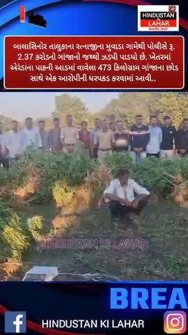બાલાસિનોરમાંથી રૂ. 2.37 કરોડનો ગાંજો ઝડપાયો: રત્નાજીના મુવાડા ગામેથી 473 કિલો ગાંજા સાથે પોલીસે એકને ઝડપ્યો; એરંડાના છોડની આડમાં છુપાવેલા 258 છોડ મળ્યા.મહીસાગર જિલ્લાના બાલાસિનોર તાલુકાના રત્નાજીના મુવાડા ગામેથી પોલીસે રૂ. 2.37 કરોડનો ગાંજાનો જથ્થો ઝડપી પાડયો છે. ખેતરમાં એરંડાના પાકની આડમાં વાવેલા 473 કિલોગ્રામ ગાંજાના છોડ સાથે એક આરોપીની ધરપકડ કરવામાં આવી છે.બાલાસિનોરમાં રૂ. 2.37 કરોડનો ખેતરમાં વાવેતર કરેલ ગાંજો ઝડપાયો
જિલ્લા પોલીસવડા સફીન હસન અને નાયબ પોલીસવડા કમલેશ વસાવા દ્વારા ગેરકાયદેસર નશીલા પદાર્થો સામે કડક કાર્યવાહી કરવા સૂચના અપાઈ હતી. આ અંતર્ગત, બાલાસિનોર ટાઉન પીઆઈ એ.એન. નિનામાને બાતમી મળી હતી કે, વડદલા તાબે રત્નાજીના મુવાડા ગામે એક ખેતરમાં મોટા પ્રમાણમાં ગાંજાનું વાવેતર થયું છે.