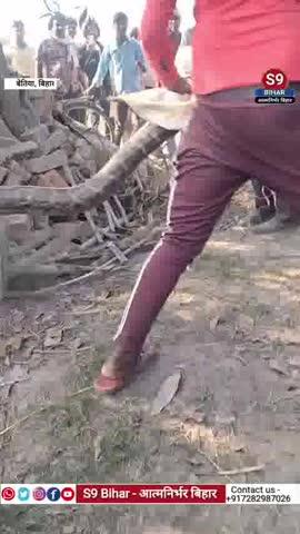 दोनवार नहर किनारे 15 फीट का अजगर, ग्रामीणों में मच गई दहशत