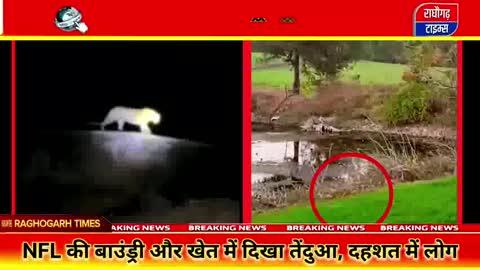 राघौगढ़ : NFL परिसर से खेत–बाउंड्री तक तेंदुए का कैमरे में कैद मूवमेंट, दहशत में लोग
.
.
.
.
#NFL
#NFLपरिसर
#तेंदुआ
#LeopardMovement
#तेंदुआदहशत
#ViralVideo
#वनविभाग
#ForestDepartment
#WildlifeAlert
#गुना
#GunaNews
#BreakingNews
#WildlifeNews
#सतर्कताअपील
#PublicAlert