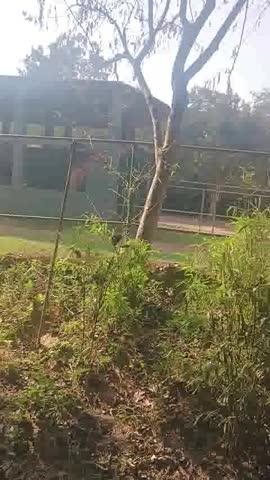 କଟକ ବାରଙ୍ଗ  ନନ୍ଦନକାନ ରେ  ପସୁ ପକ୍ଷୀ