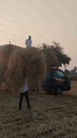 पशुओं का चारा पैरा गाड़ी में लोड, किसान की मेहनत हर रोज़।
#पशुचारा #पैरा_लोडिंग #किसान_जीवन #ग्रामीण_जीवन #मेहनत #खेतीबाड़ी #गांव_की_तस्वीर #किसान