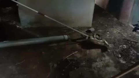 திருவண்ணாமலை (dt) ஜமுனாமரத்தூரில் வனத்துறை ஆசிரியர் குடியிருப்பில்,  வசித்துவரும் ஆசிரியின் குடும்பம் மற்றும்  வன அதிகாரிகள், வனக் காவலர்கள் குடும்பங்கள் வசித்து வரும் நிலையில்,குடியிருப்பு வாசிகள் இல்லாத வீட்டில் சுமார் 5-து அடி நீளமுள்ள கரும்சாரை பாம்பு ஒன்று புகுந்தது இதனால் பெரும் பரபரப்பு ஏர்பட்டதால் தீ அணைப்பு துறை101க்கு தகவல் அளிக்கபட்டது  தகவல் அறிந்த  SSO முருகன் அவர்கள் தலைமையில் தீ அணைப்பு துறைனர் துரித முறையில் பாம்பை பிடித்து சென்றனர்.