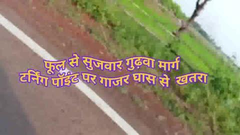 फूल से सुजवार गुढ़वा मार्ग पर टर्निंग पॉइंट में गाजर घास से यात्रियों को खतरा अतिशीघ्र गाजर घास हटवाने की मांग।