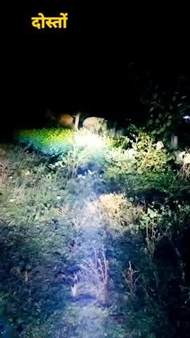 jangli hathi Bina Koi nuksan ka yahan se gaya sirf dhaan khaya do Boda