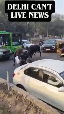 दिल्ली कैंट जैसे VVIP इलाके में दो सांड खुल्लम खुल्ला लड़ रहे।
ये हाल है देश की राजधानी के वीवीआईपी इलाके का।