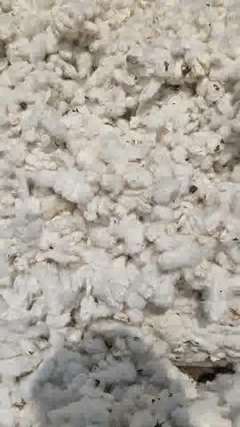 15.12.2025
बरवाला नरमा ताज़ा भाव 
4600/7271