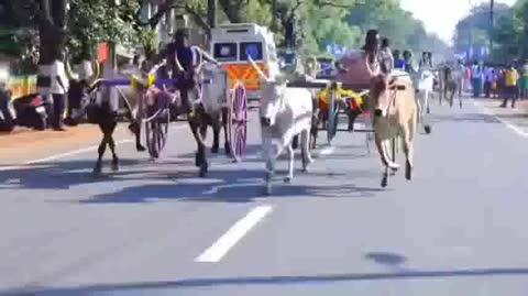 வீரன் அழகு முத்துகோன் பிறந்தநாளை முன்னிட்டு காரைக்குடி அருகே உள்ள கோவிலூரில் இரட்டை மாட்டு வண்டி போட்டி.