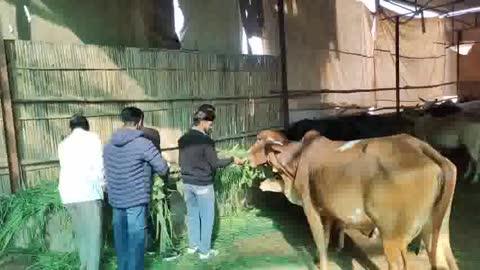 राजस्थान के सीएम भजनलाल शर्मा और संघ प्रचारक मोहन सिंह गुर्जर के जन्मदिवस एवं प्रदेश सरकार के दो सफल वर्ष पूरे होने के उपलक्ष्य में यहाँ भूतनाथ गौशाला में गोवंश को हरा चारा, गुड़ एवं दलिया खिलाकर मुख्यमंत्री के उत्तम स्वास्थ्य, दीर्घायु और प्रदेश की निरंतर उन्नति की मंगलकामना की गई।
युवा मोर्चा प्रदेश कार्यकारिणी सदस्य महेंद्र कसाना के नेतृत्व में आयोजित इस कार्यक्रम में उन्होंने कहा कि मुख्यमंत्री शर्मा जी के कुशल मार्गदर्शन में राजस्थान उत्तरोत्तर प्रगति के पथ पर अग्रसर है। उनके जन-केंद्रित नेतृत्व ने प्रदेश के विकास को नई गति दी है।
इस अवसर पर पूर्व मंडल अध्यक्ष रामप्रकाश नाई,  राहुल यादव, पूर्व मंडल महामंत्री फहलाद गुर्जर, मंडल उपाध्यक्ष नंदलाल गुर्जर, चंचल शर्मा, इस्माइल खान सहित अनेक गणमान्य व्यक्ति एवं स्थानीय कार्यकर्ता उपस्थित रहे। सभी ने एकस्वर से मुख्यमंत्री को हार्दिक बधाई दी और प्रदेश सरकार की सफलता के लिए शुभकामनाएं व्यक्त कीं।
कार्यक्रम में गौसेवा को समर्पण का प्रतीक बताते हुए कहा गया कि यही सेवाभाव राज्य के समग्र विकास की नींव है। इस तरह के सामाजिक सरोकारों से जुड़े कार्यक्रम मुख्यमंत्री के जन्मदिवस को एक सार्थक उत्सव में बदल देते हैं।