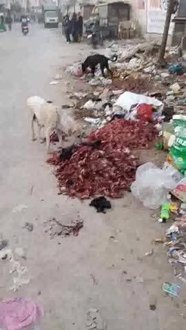 बीकानेर में अवैध मछली दुकानों से राहगीरों की परेशानी नगर निगम व  स्वास्थ विभाग की लापरवाही
आईरा इक़बाल खान, बीकानेर बीकानेर शहर में कोटगेट से चोखुंटी फाटक की ओर जाने वाली मुख्य सड़क, जिन्ना रोड यानी सुभाष मार्ग पर मछली दुकानों ने राहगीरों का जीना मुश्किल कर दिया है। इन दुकानों से निकलने वाली बदबू, सड़ते कचरे और भरे कंटेनर सड़क को अवरुद्ध कर देते हैं, जिससे आने-जाने वालों को भारी परेशानी होती है। मिट मार्केट होने के बावजूद मेन रोड पर खुलेआम मछली बिक्री हो रही है, जो नगर निगम एवं स्वास्थ्य विभाग के नियमों का स्पष्ट उल्लंघन है। 
सांगलपुरा मेन रोड पर भी दर्जनों अवैध दुकानें लगी हुई हैं, जहां मछली से भरे कंटेनर सड़क पर ही पड़े रहते हैं। स्थानीय लोगों का कहना है कि दुकानदारों से पूछने पर वे कहते हैं, "सब पैसे का खेल है, निगम की ओर से कोई कार्रवाई नहीं होती।" यह स्थिति न केवल यातायात बाधित करती है, बल्कि स्वास्थ्य जोखिम भी बढ़ा रही है, क्योंकि खुले में फेंका कचरा बीमारियों का कारण बन सकता है।
बीकानेर नगर निगम की लापरवाही साफ दिख रही है—मछली, मीट, चिकन का वेस्टेज खुले में फेंक दिया जाता है, जिससे आसपास के निवासियों और राहगीरों को बदबू और संक्रमण की समस्या हो रही है। नगर निगम अधिनियम 2009 के तहत ऐसी दुकानों को केवल निर्धारित बाजारों में ही अनुमति है, लेकिन कार्यवाही न होने से अवैध कारोबार फल-फूल रहा है। स्थानीय निवासी ठोस कार्रवाई की मांग कर रहे हैं, जैसे दुकानें हटाना, जुर्माना लगाना और कचरा प्रबंधन सुनिश्चित करना। नगर निगम को तुरंत जांच कर सख्त कदम उठाने चाहिए, वरना जनता का आक्रोश बढ़ सकता है।