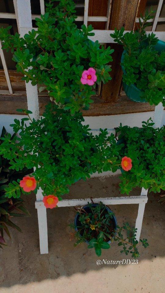 Grow Purslane from Cuttings in a DIY Hanging Basket | Reels | Gardening | Nature