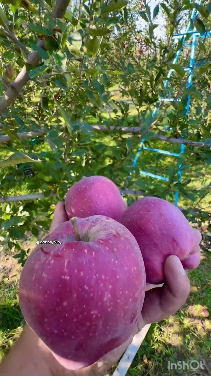 Gathering autumn’s finest 🍎🍂