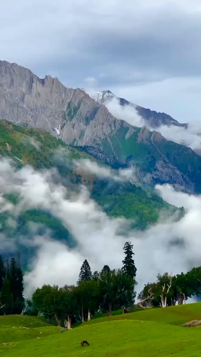 Pahadi Badal ☁️☁️✨

green