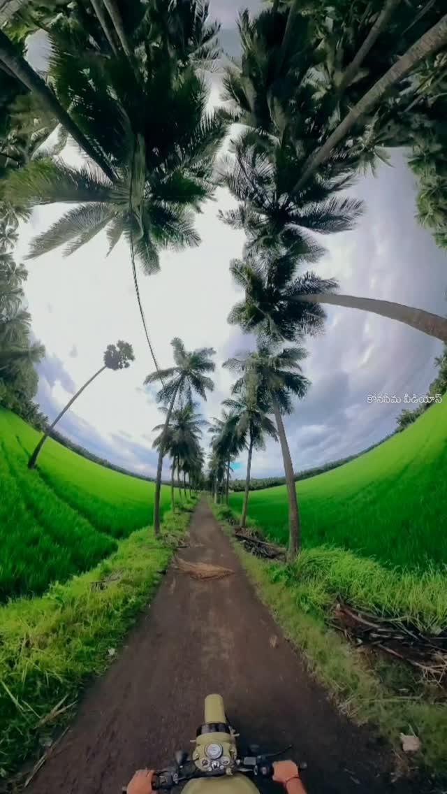 🌴💚😍