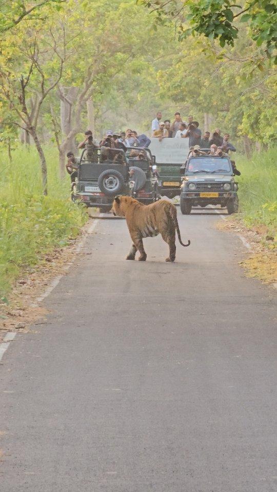 Barahi male pride of pakki patri pilibhit tiger reserve