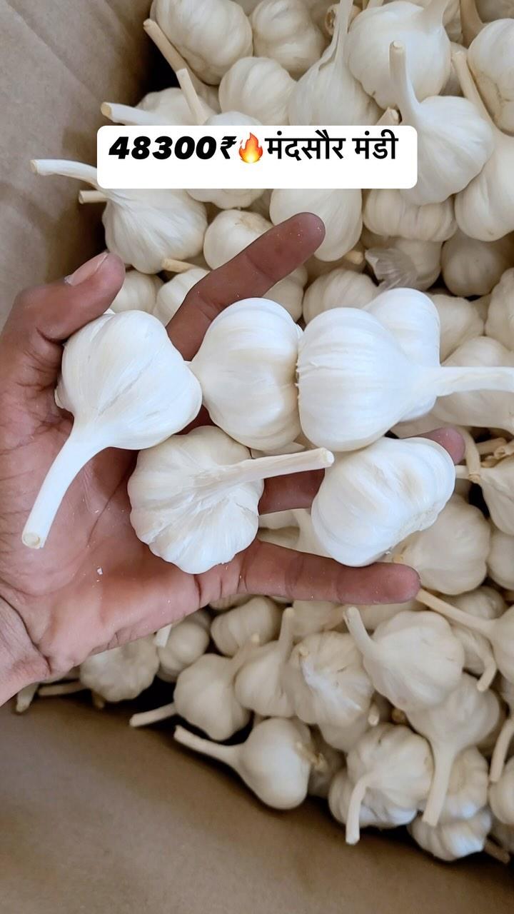 48300₹🔥मंदसौर मंडी भाव🧑‍🌾🌾🌽

Mandsaur #Reels #agriculture #ujjain #indore #mandi #mp #wheat #soya #garlic princeagro.in