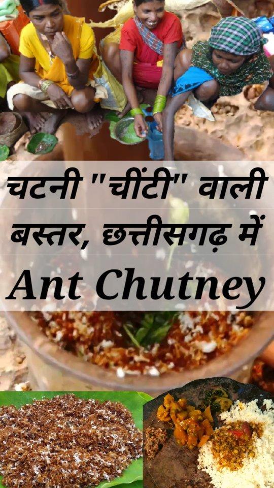 चींटी वाली चटनी, Ant Chutney बस्तर, छत्तीसगढ़ में