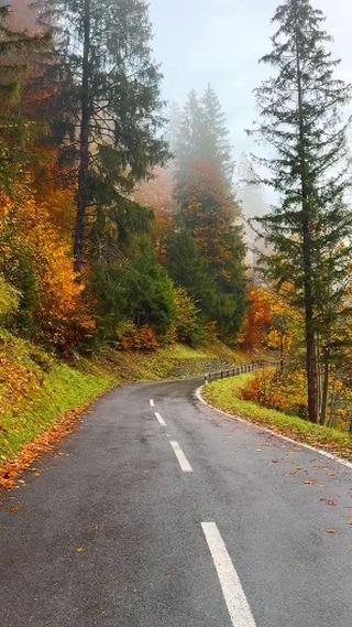 Where the winding road meets the calm lake, embraced by the lush green forest—nature’s masterpiece unfolds at every turn