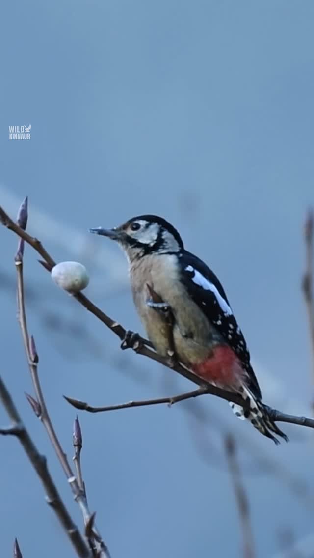 This woodpecker is probably thinking, “Finally, a good day for some beak-fast!

Female Himalayan Woodpecker
Kinnaur- Himachal Pradesh