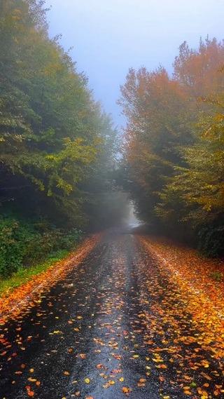 Walking through a forest where every path feels like a hug from nature's heart