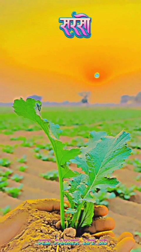 Sarso 😍😍😍🌾🌾🌾🌾💗


khetibadi #kisan #kisan #ujjain #farmer #farming #agriculture #village #reels #reelitfeelit #explore #dhakad #shajapur #ujjain #indore #dewas #kheti #kisan  #farming #winter #comingsoon #viral #farming #explore #sukoon #nature #landlord #naturephotography #explorepage #thand#farming #winter #thand #thandai #sardi #gaw #village #villager #villagelife _desi_farmer_life_513