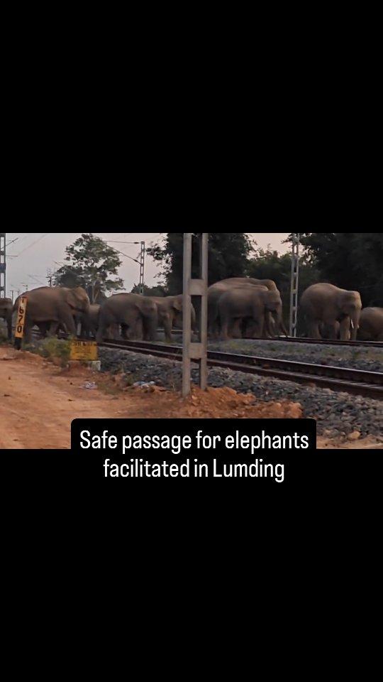 Under the leadership of Range Officer Manik Ch
Boruah, the staff of Lanka Range has successfully facilitated the safe passage of elephants crossing into West Karbi Anglong from the Lumding Reserve Forest (RF)